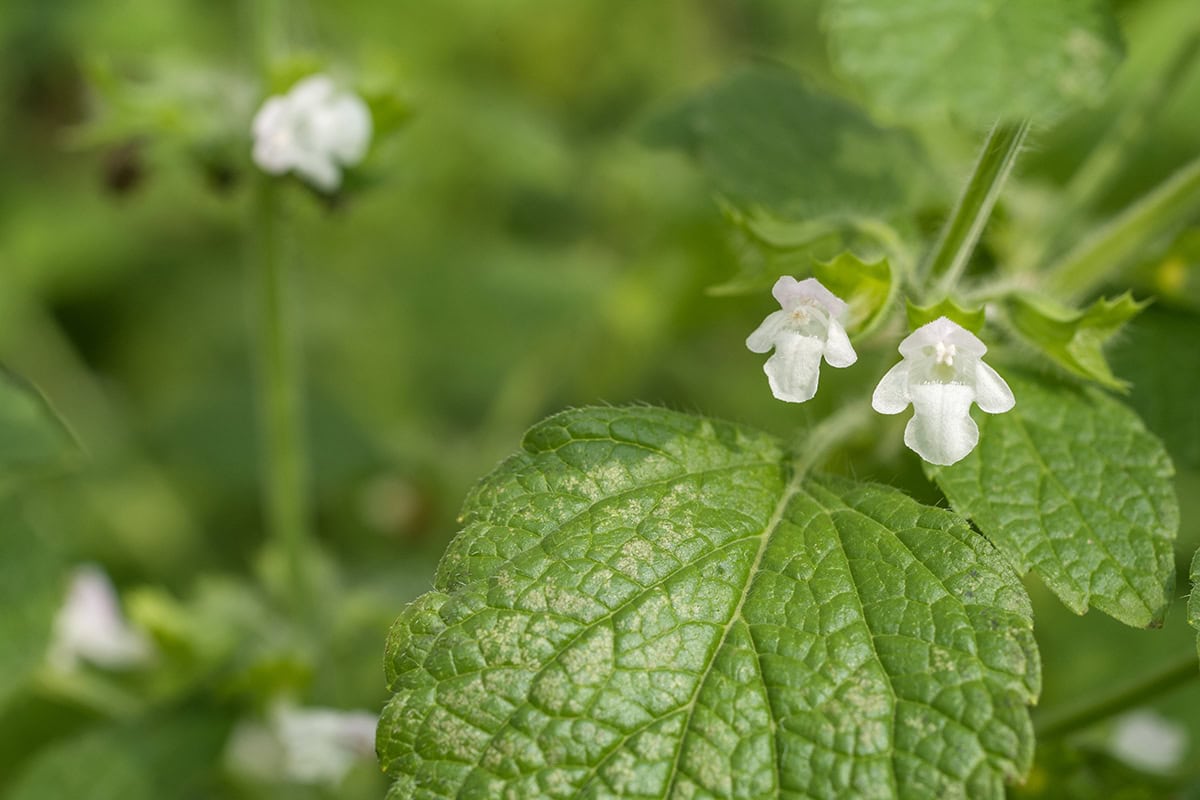 Lemon Balm Flowers