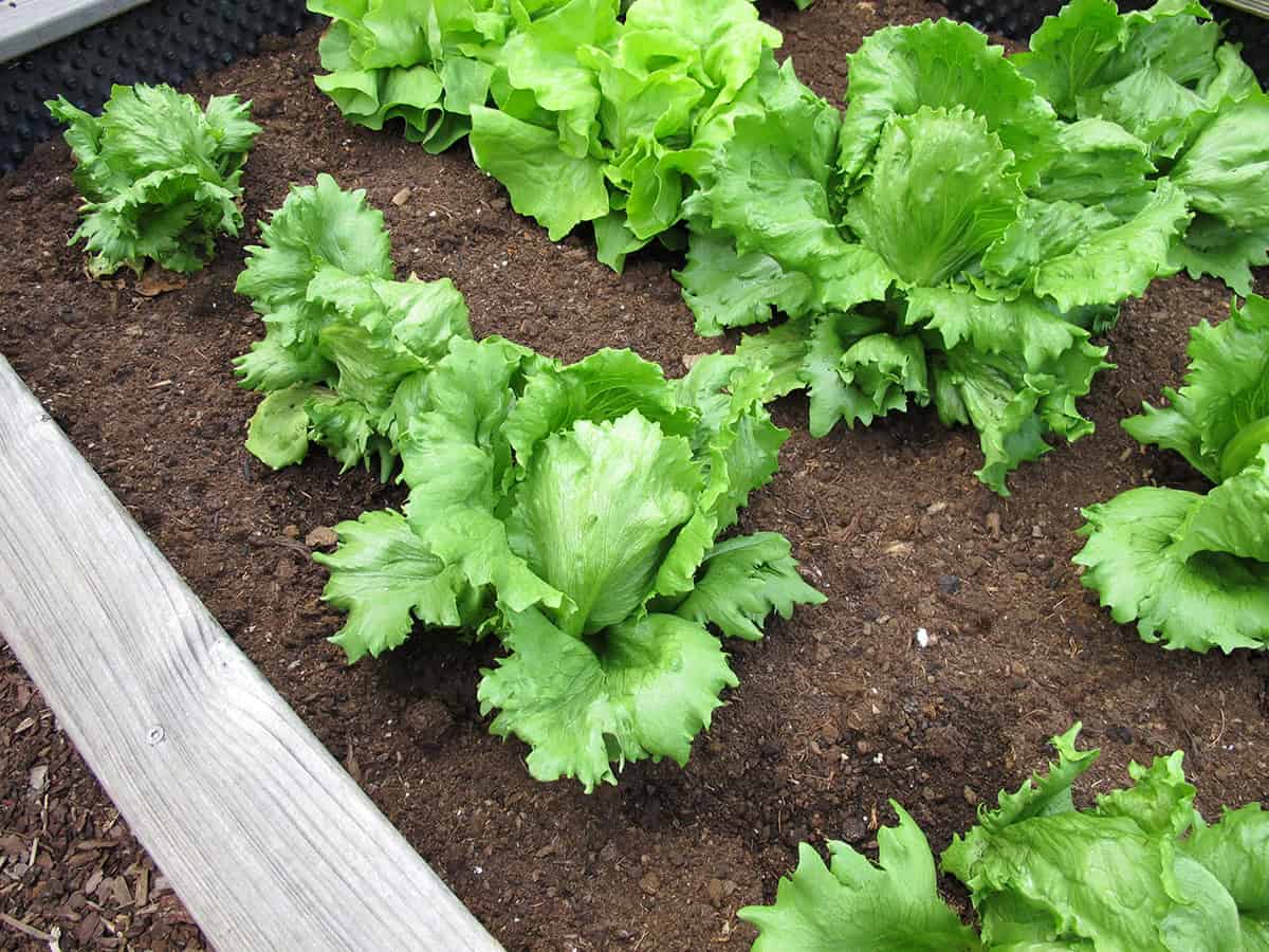 Lettuce