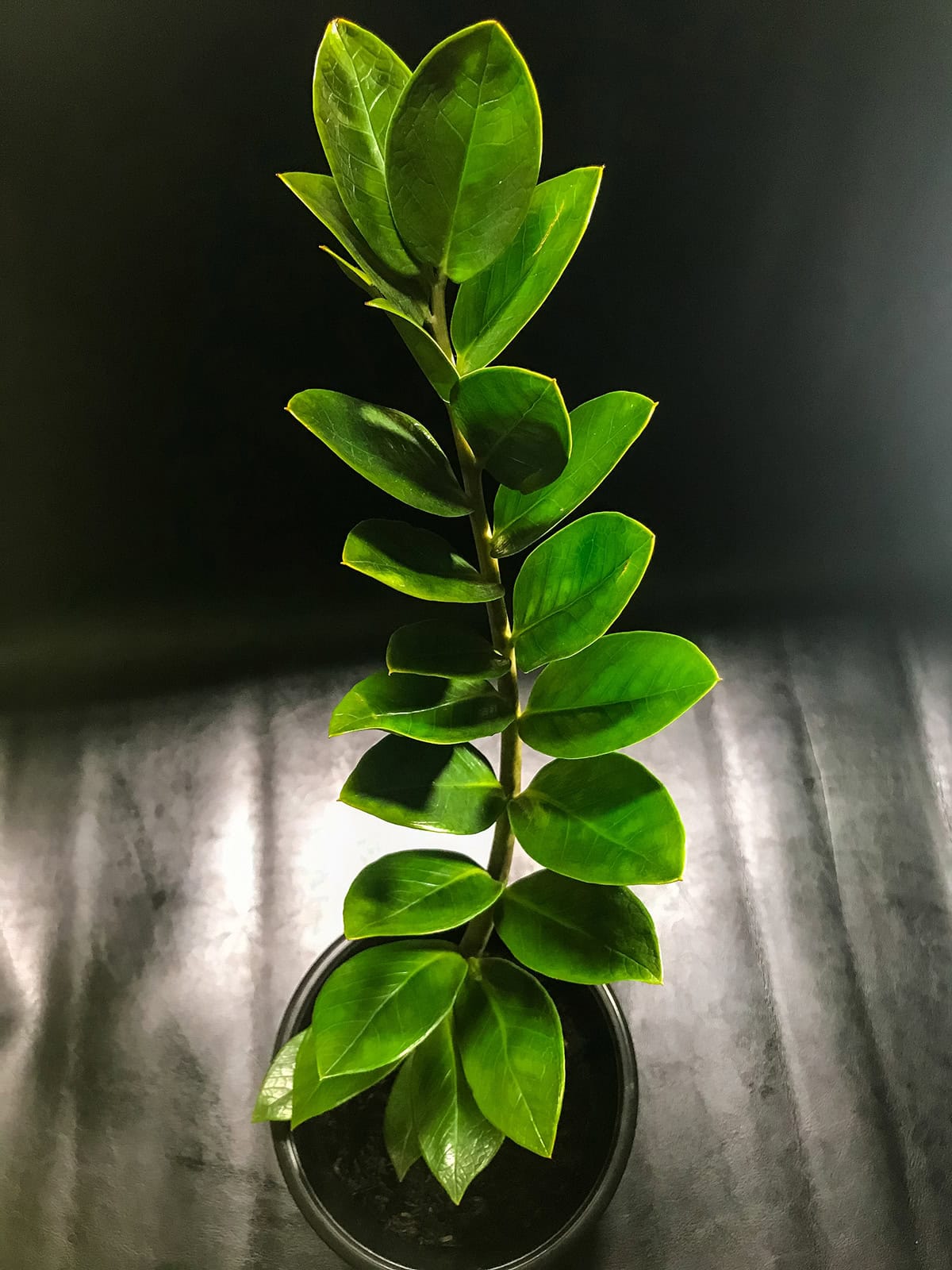 Light Requirements Low To Bright Indirect Light
