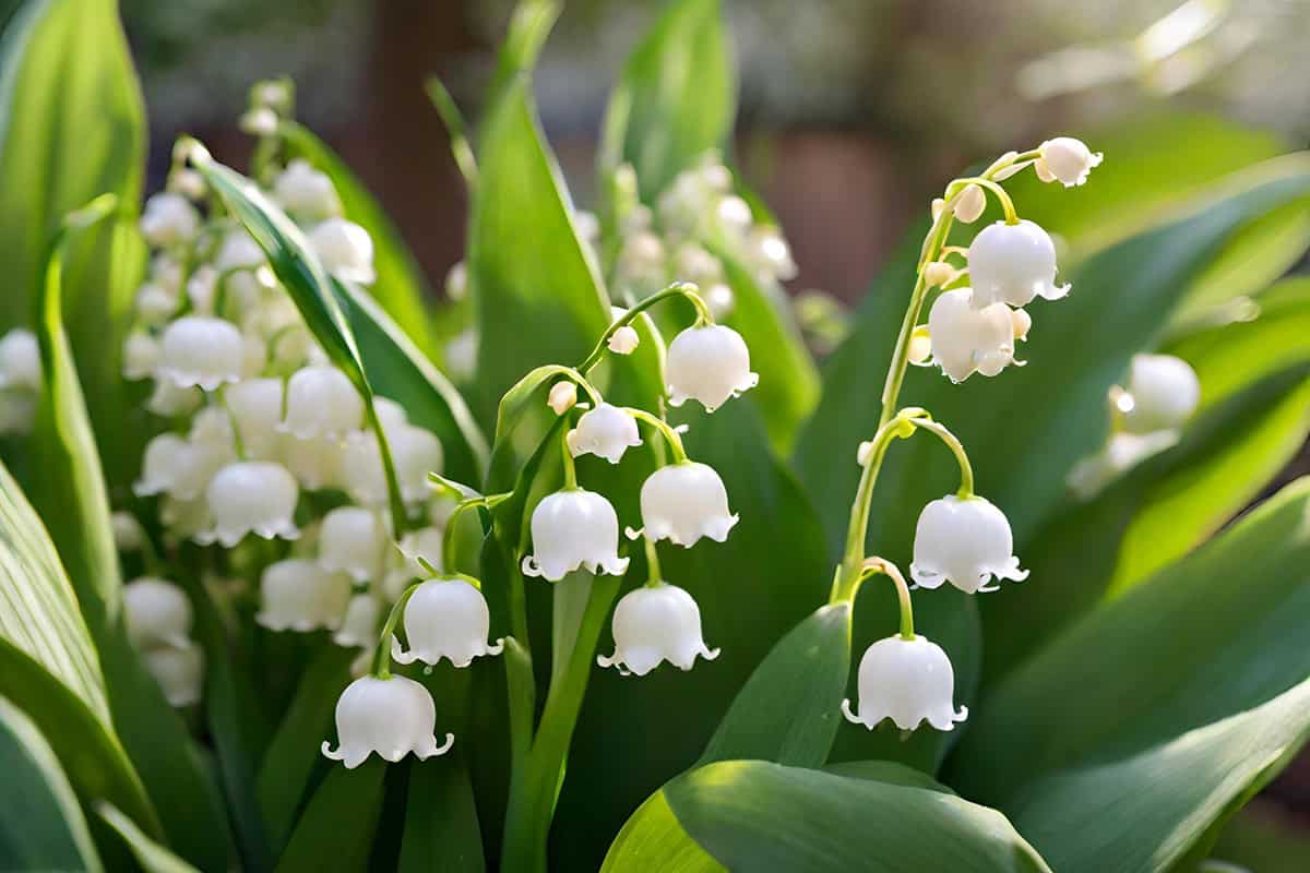 Lily Of The Valley