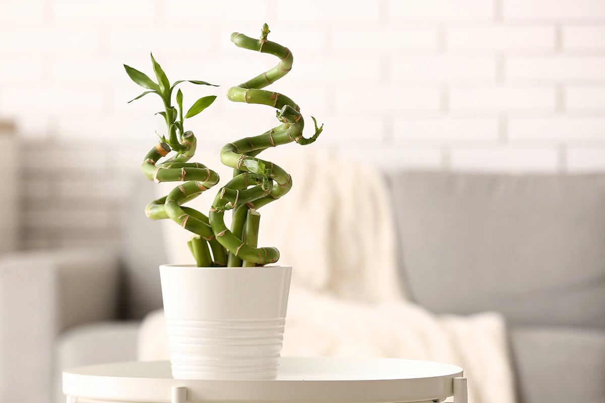 Lucky Bamboo