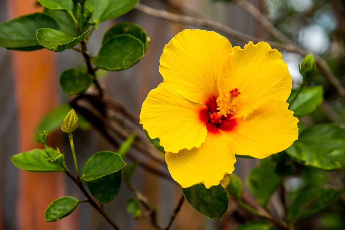 Ma’o Hau Hele (Hibiscus brackenridgei – Hawaii State Flower)