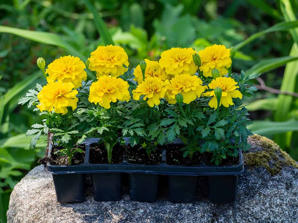 Marigold (Tagetes)
