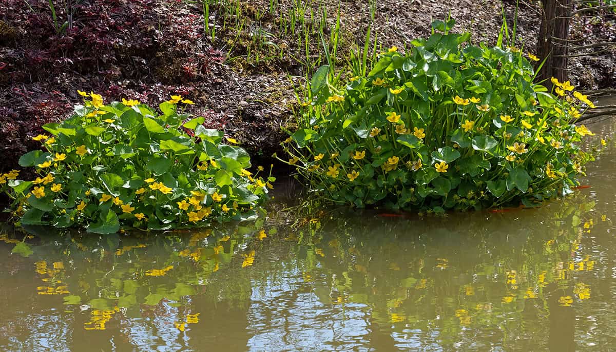 Marsh Marigold (Caltha palustris)