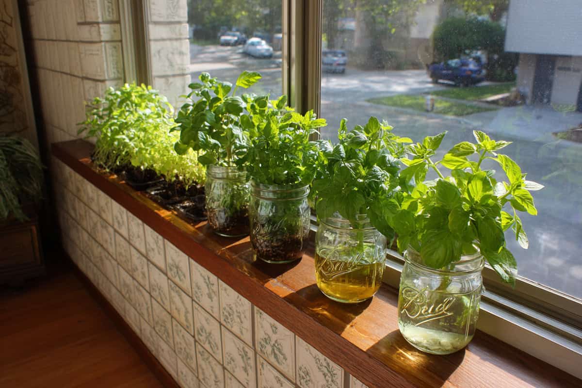 Mason Jar Herb Garden on a Windowsill