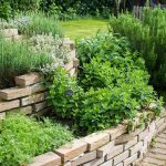 Medicinal Herbs You Should Grow in Your Garden