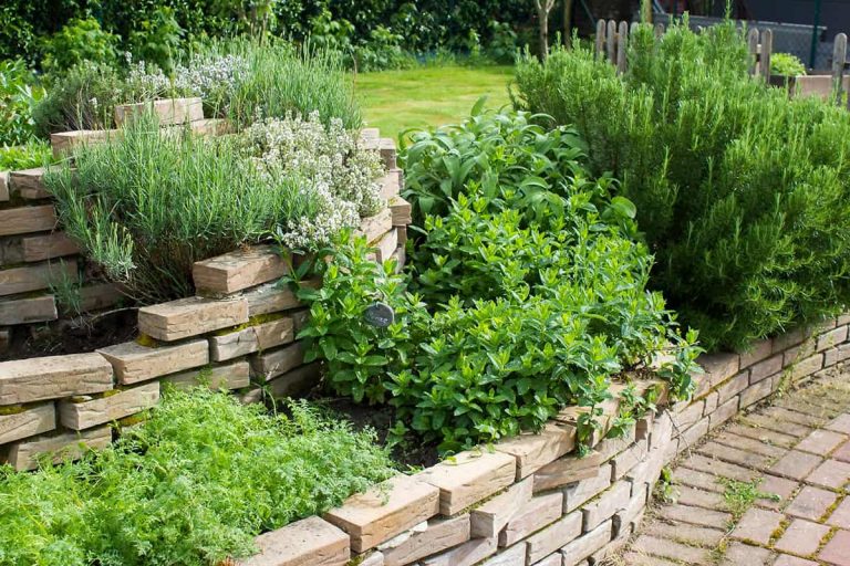 25 Medicinal Herbs You Should Grow in Your Garden - Plantglossary