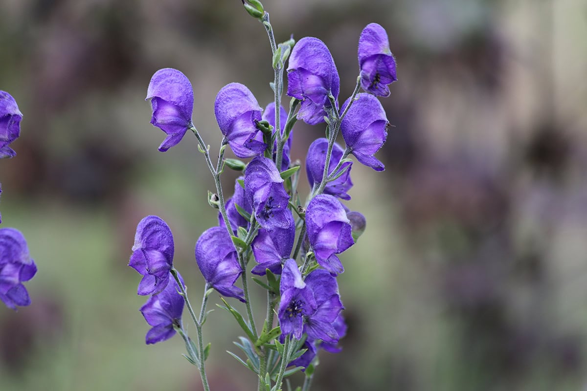 Monkshood (Aconitum)