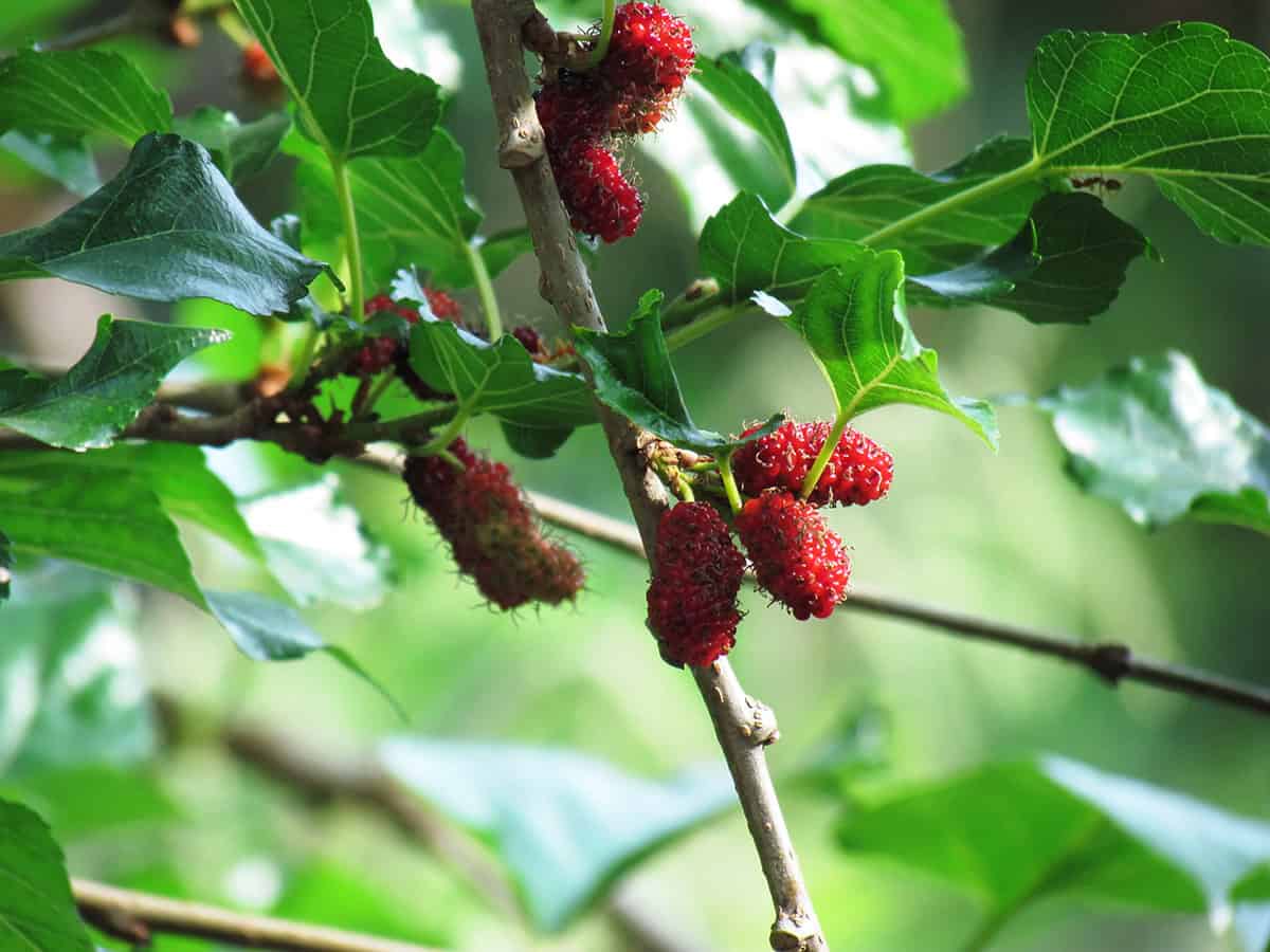 Mulberry Tree