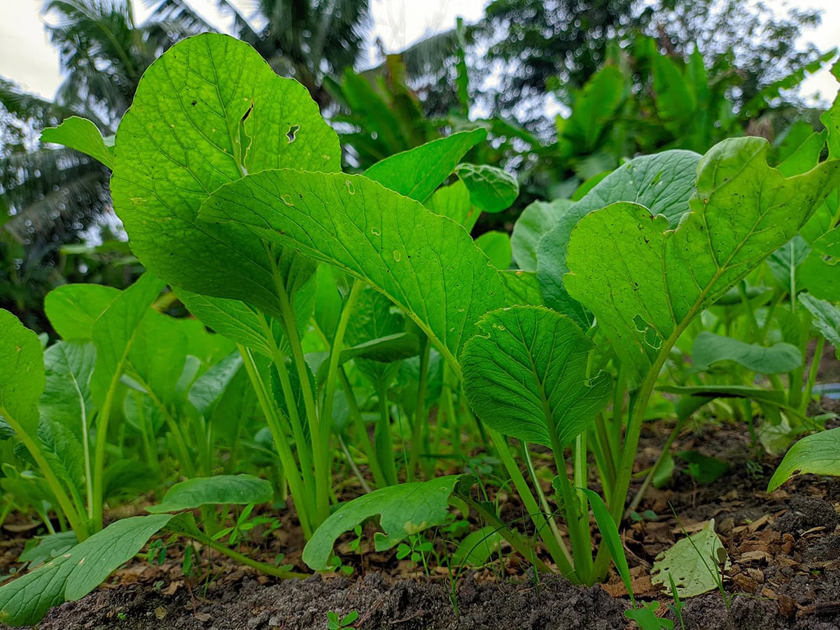 Mustard Greens