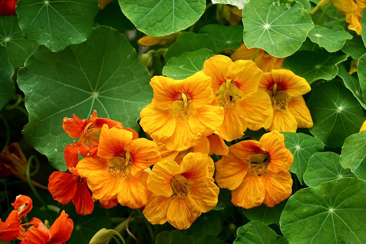 Nasturtium