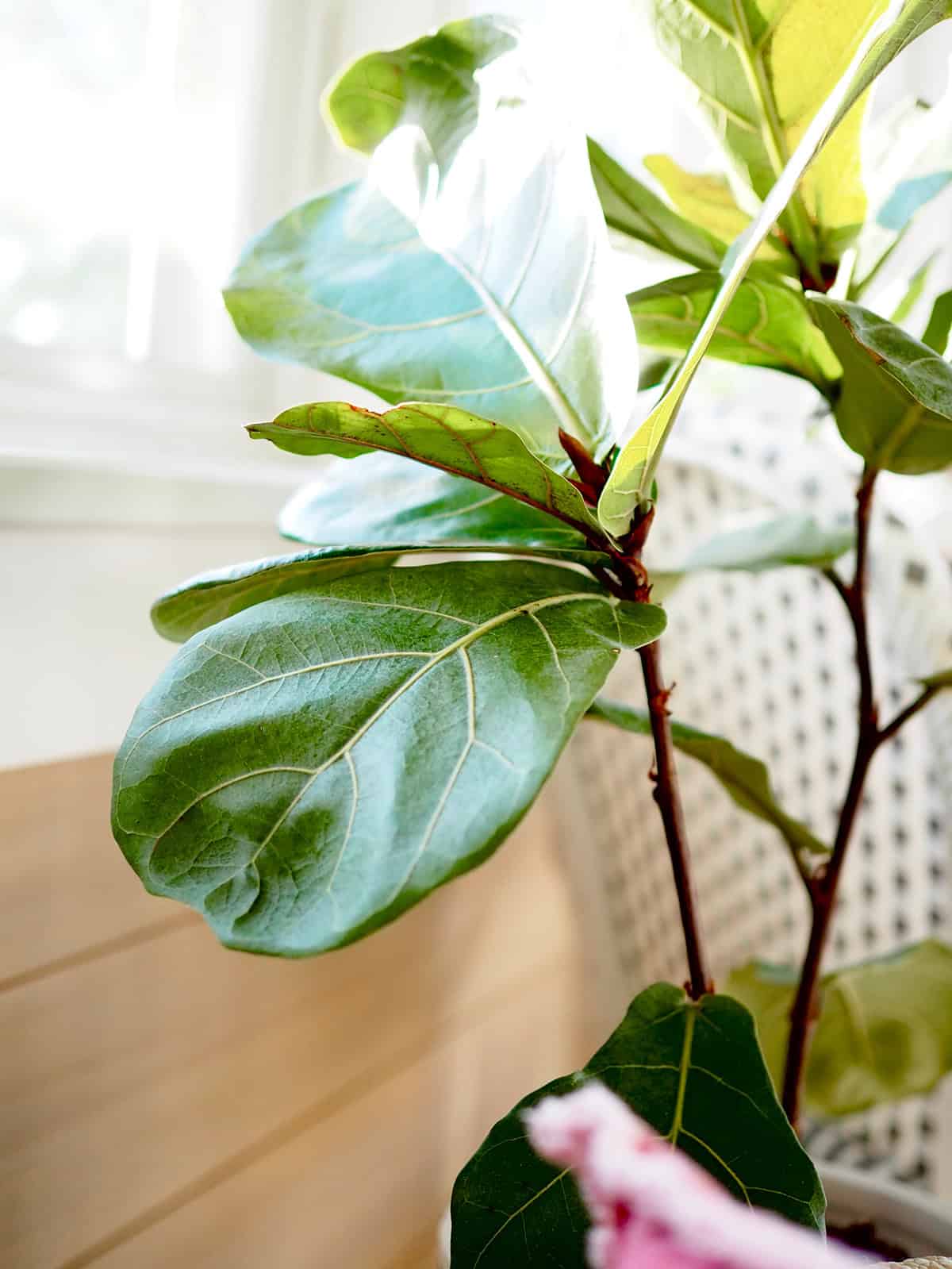 Natural Growth Without Pruning