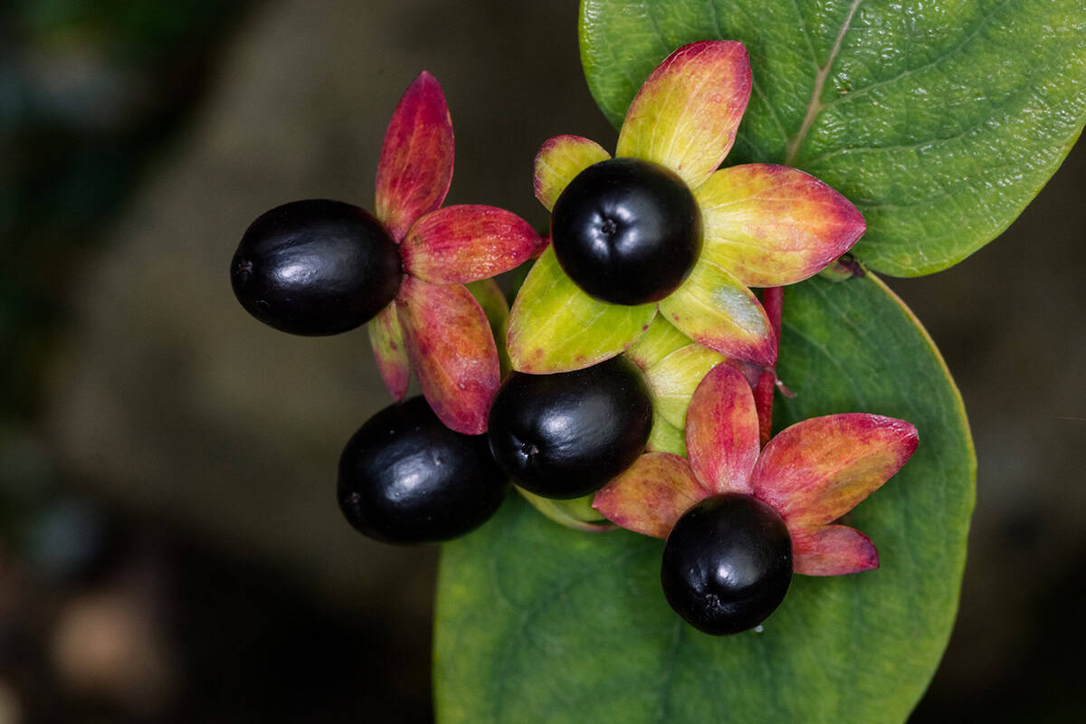 Nightshade (Deadly Nightshade or Belladonna)