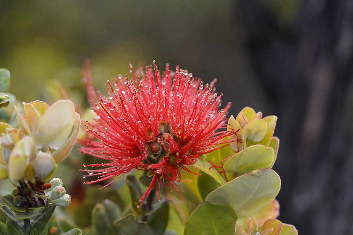 Ohia Lehua