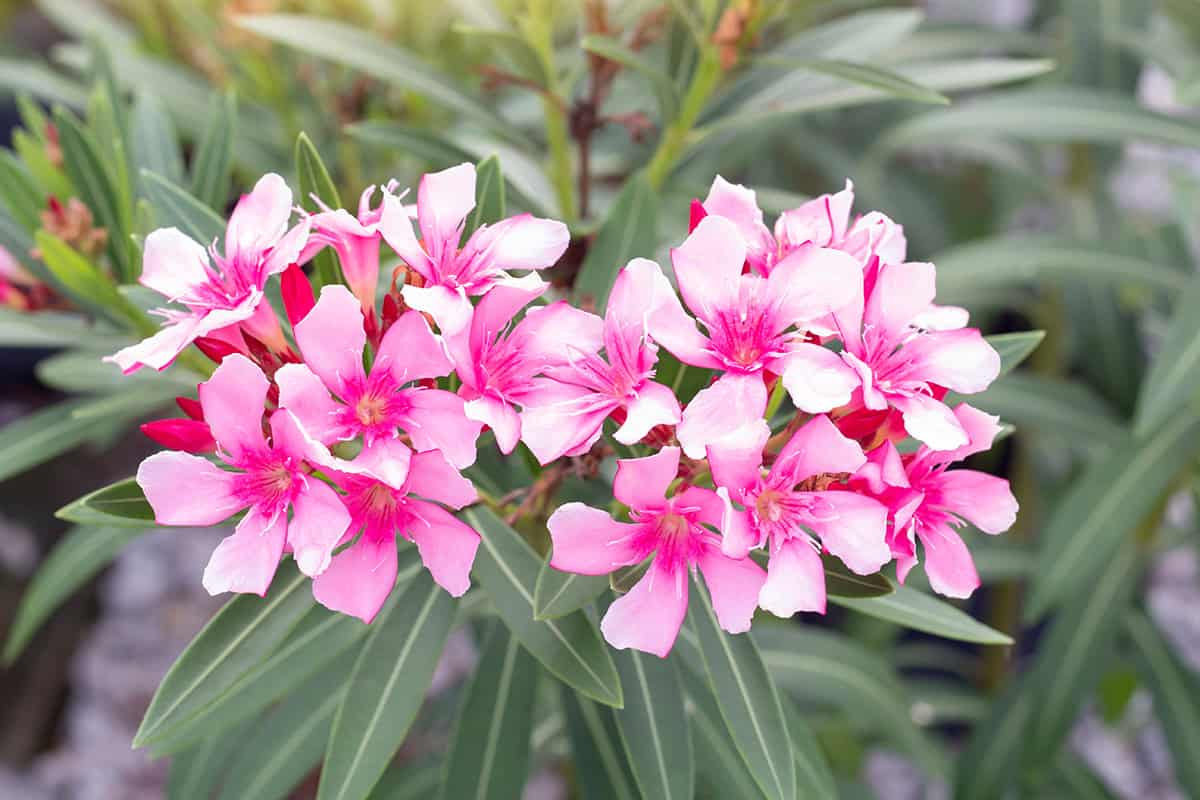 Oleander