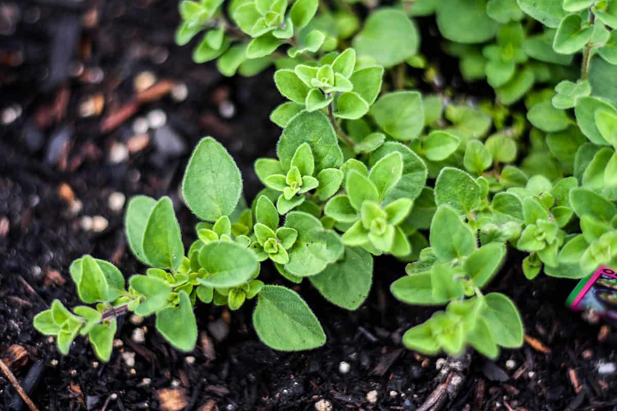 Oregano