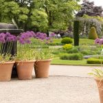 Outdoor Plants For Full Sun Pots