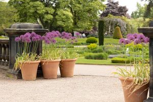 Outdoor Plants For Full Sun Pots