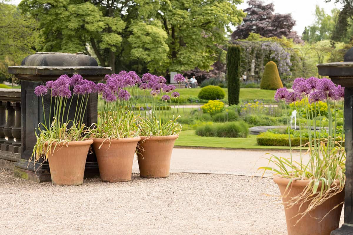 Outdoor Plants For Full Sun Pots