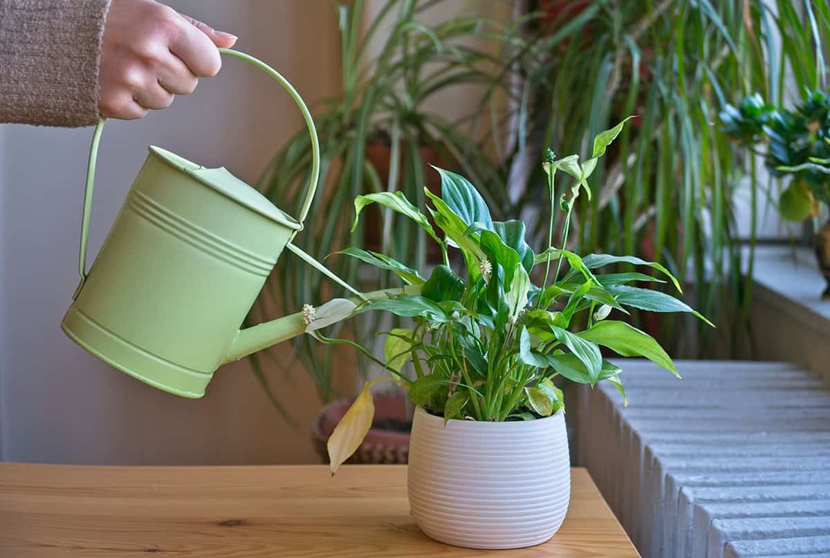 Overwatering And Moist Soil