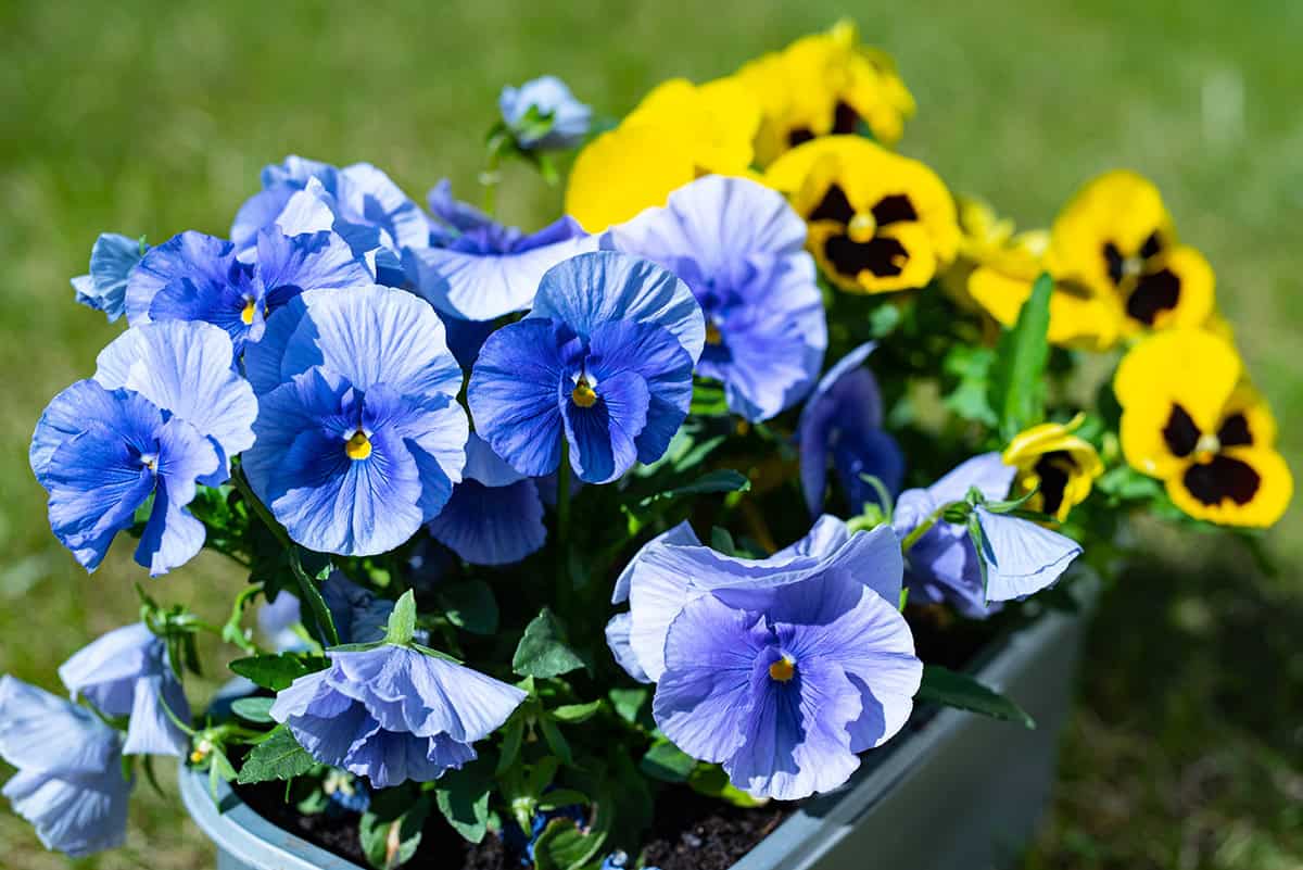 Pansies