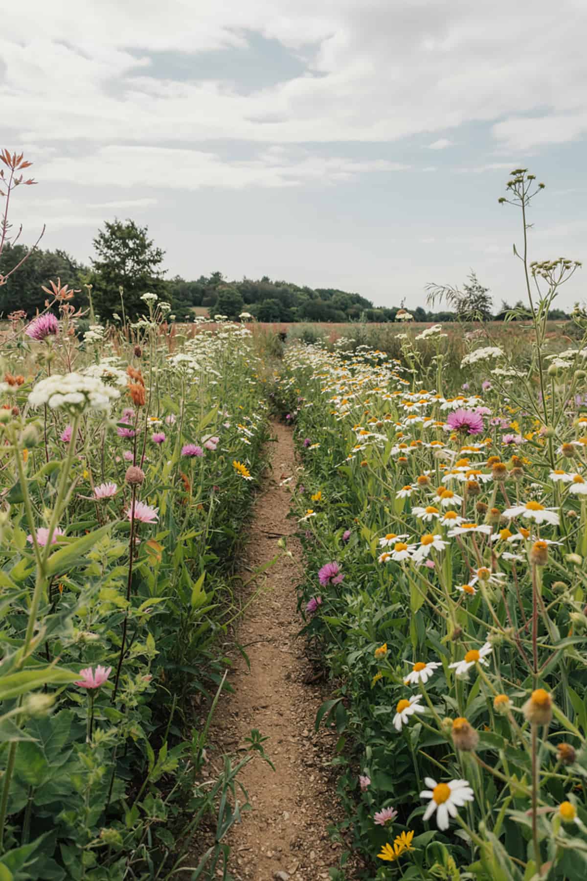 Pathway Through a Wildflower Meadow