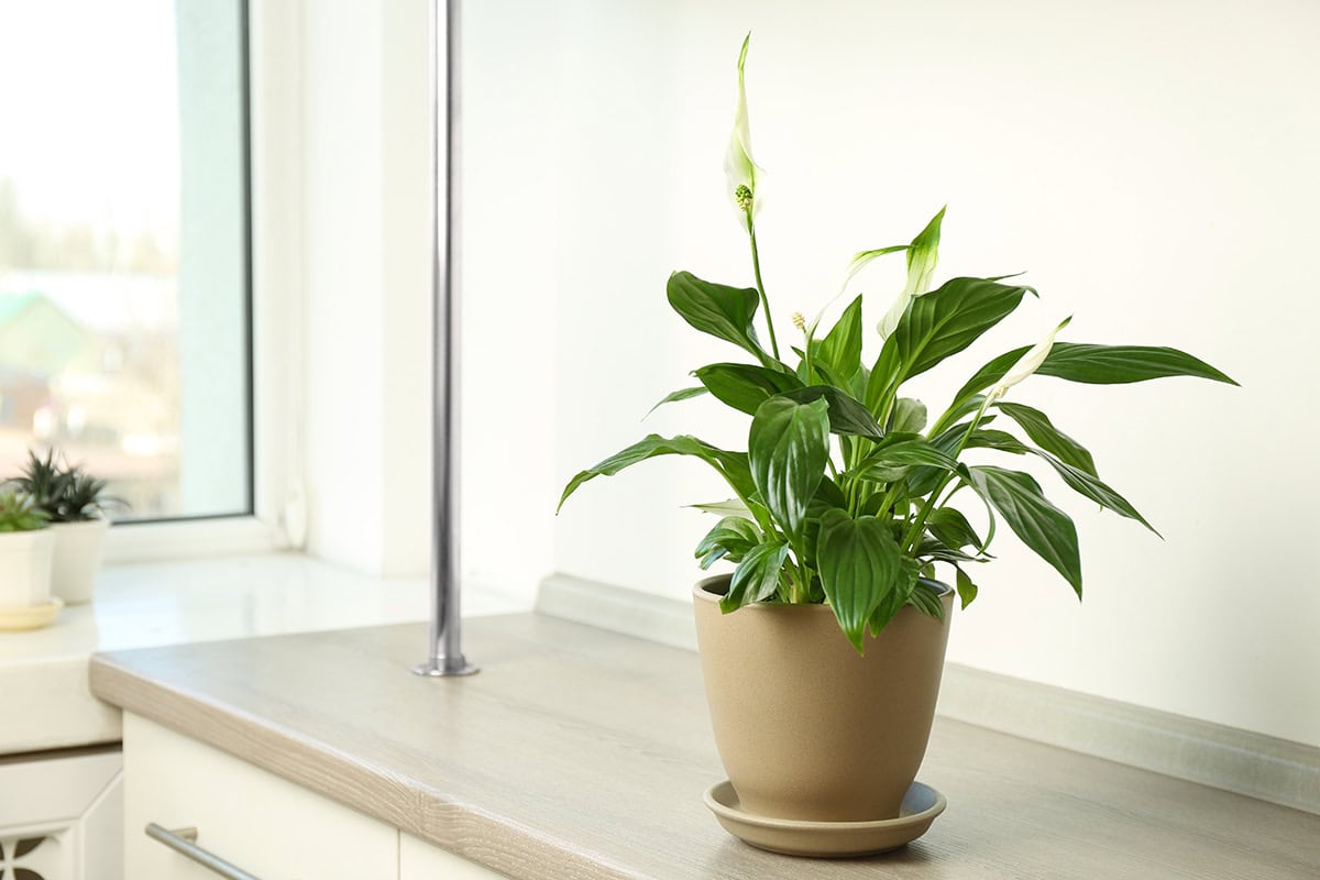Peace Lily