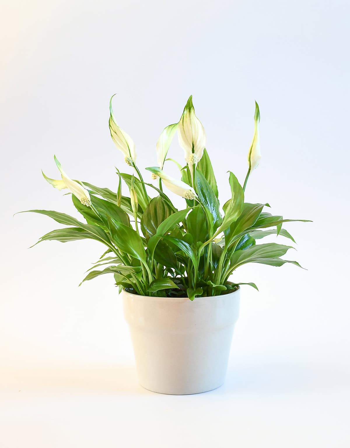 Peace Lily