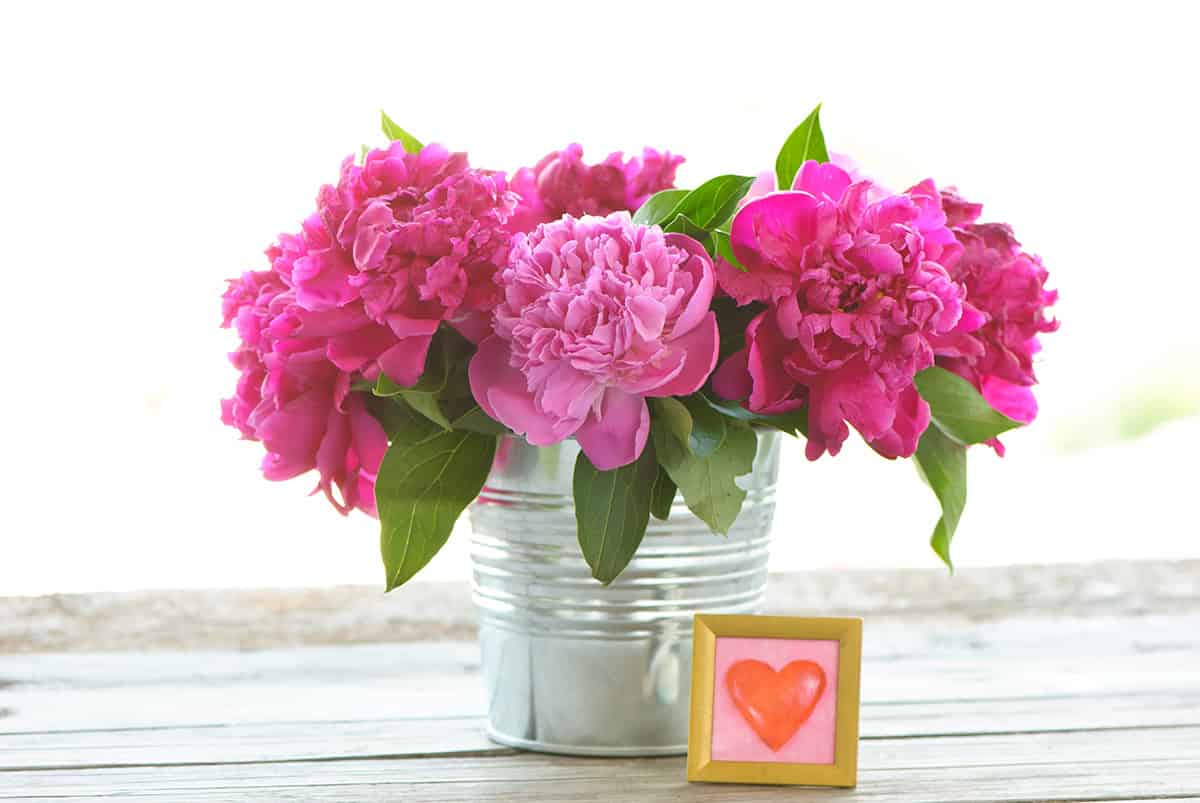 Peony