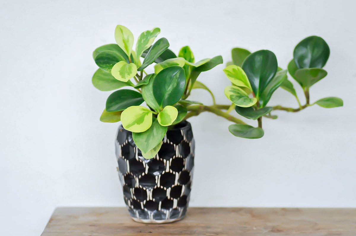 Peperomia obtusifolia (Baby Rubber Plant)