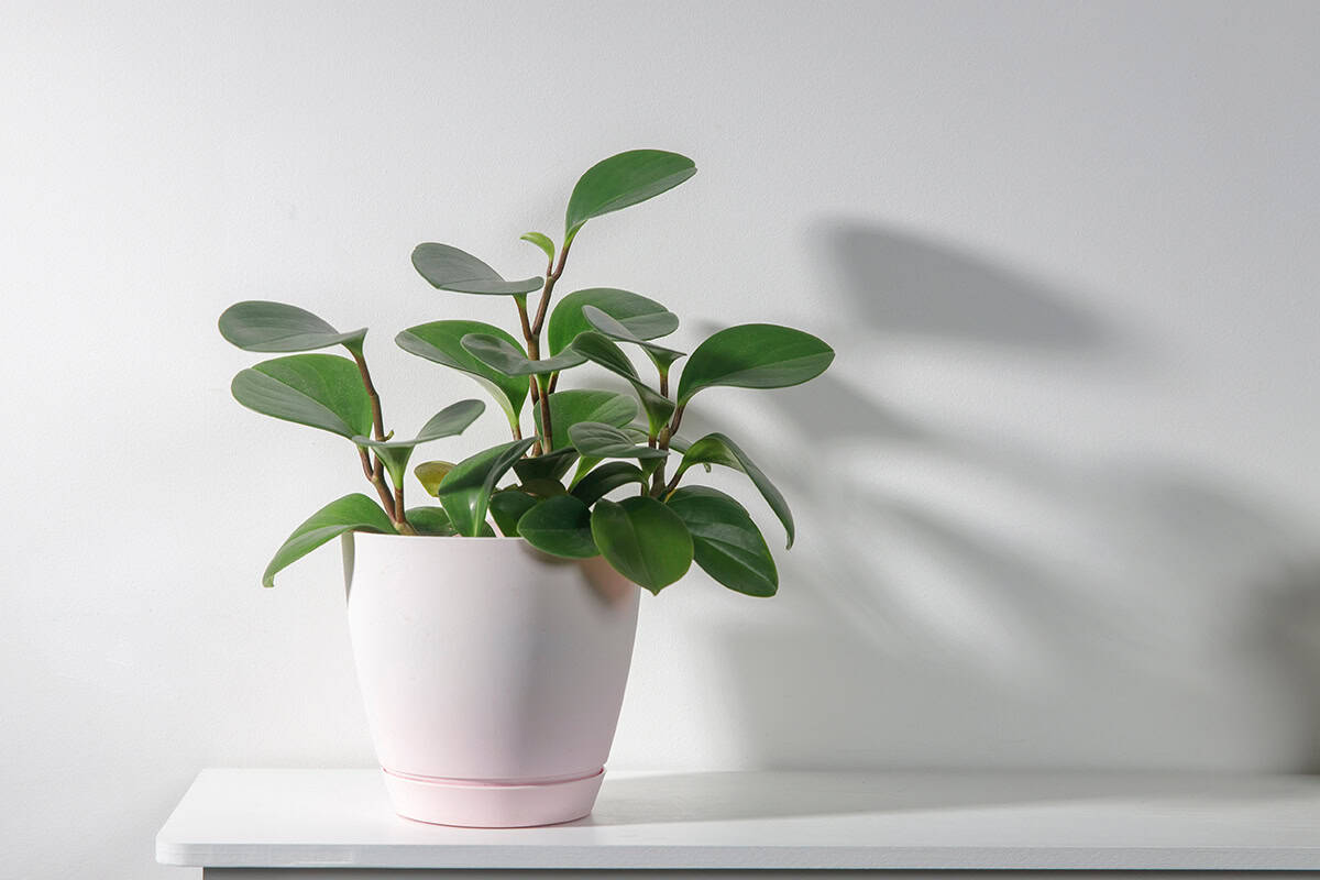 Peperomia