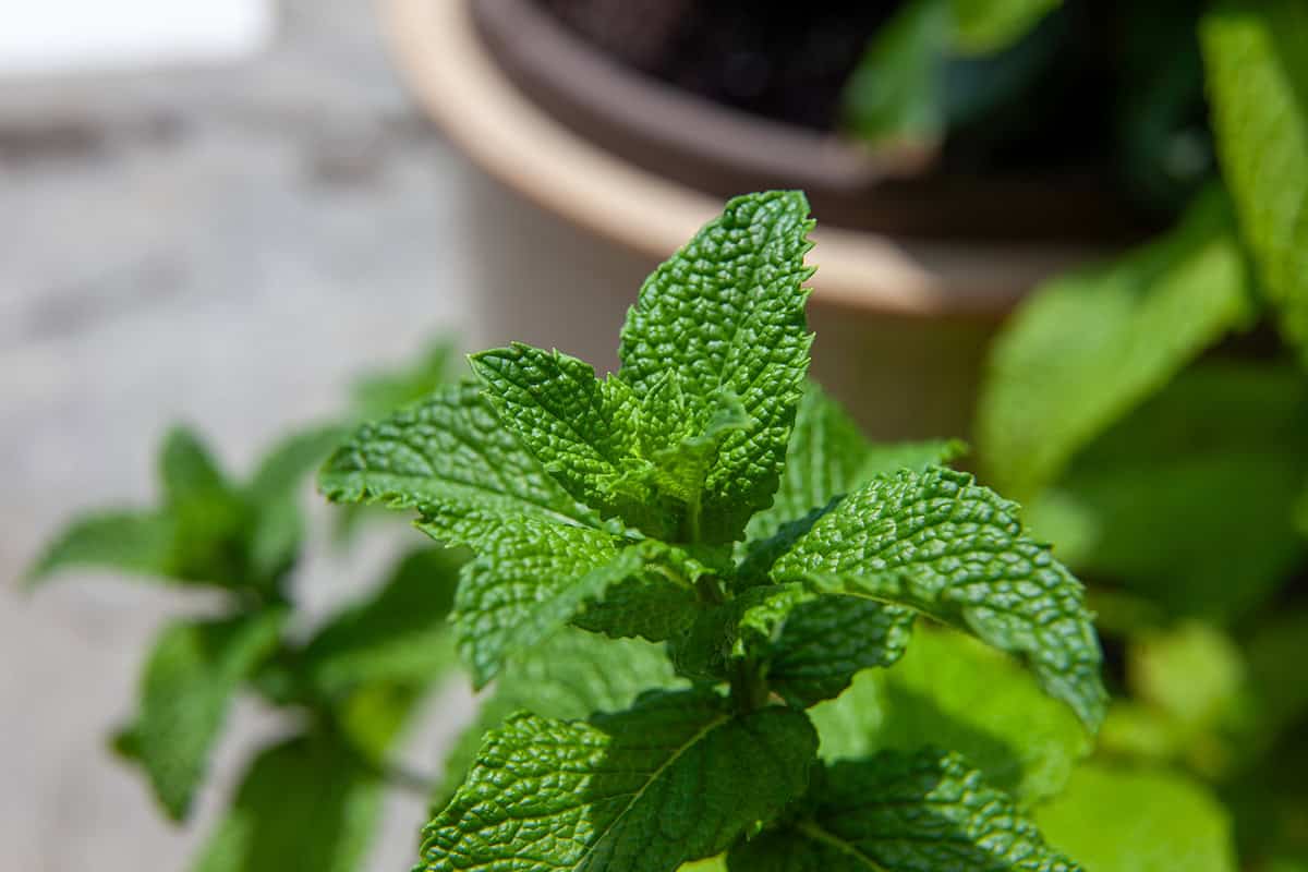 Peppermint