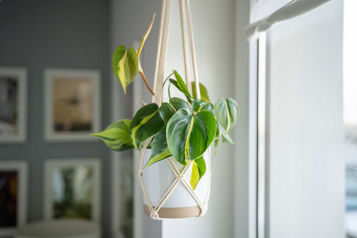 Philodendron