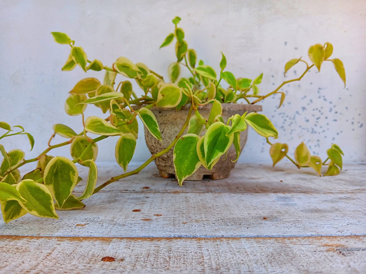 Philodendron hederaceum (Heartleaf Philodendron)