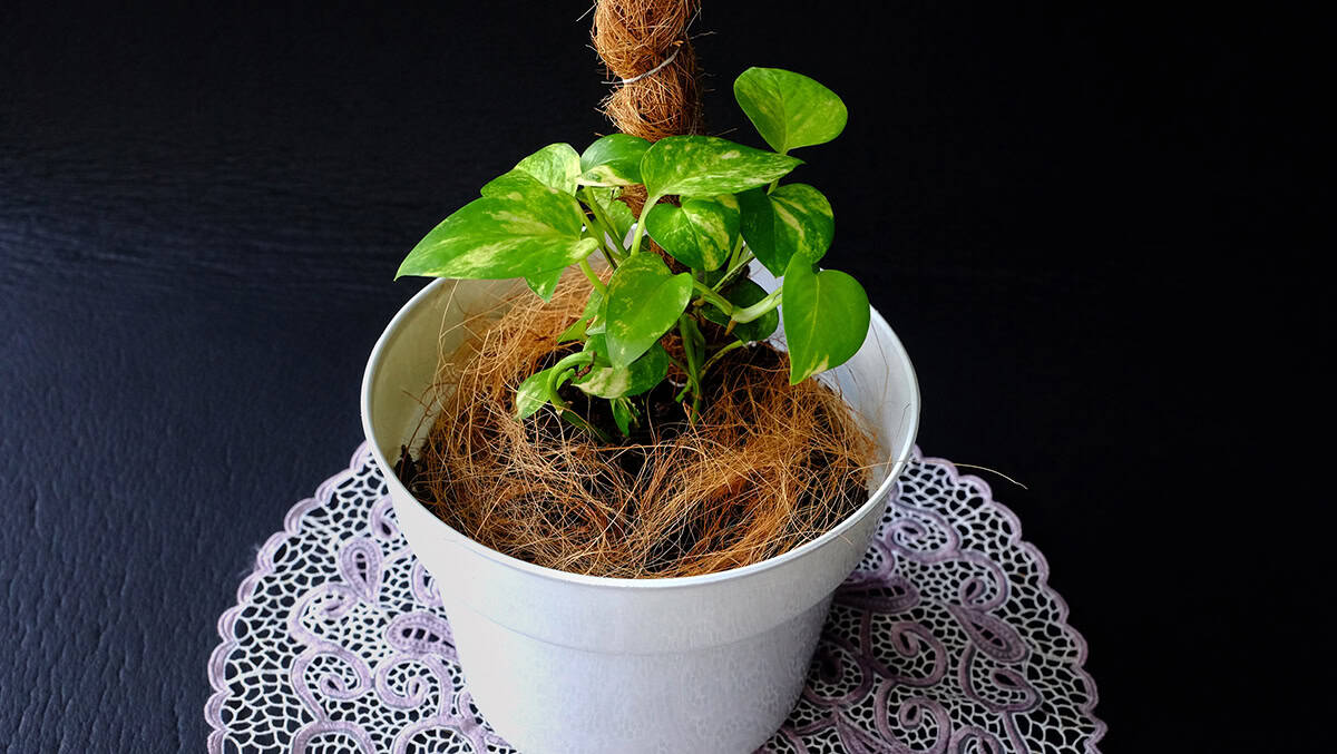 Place the Plant in Bright, Indirect Light