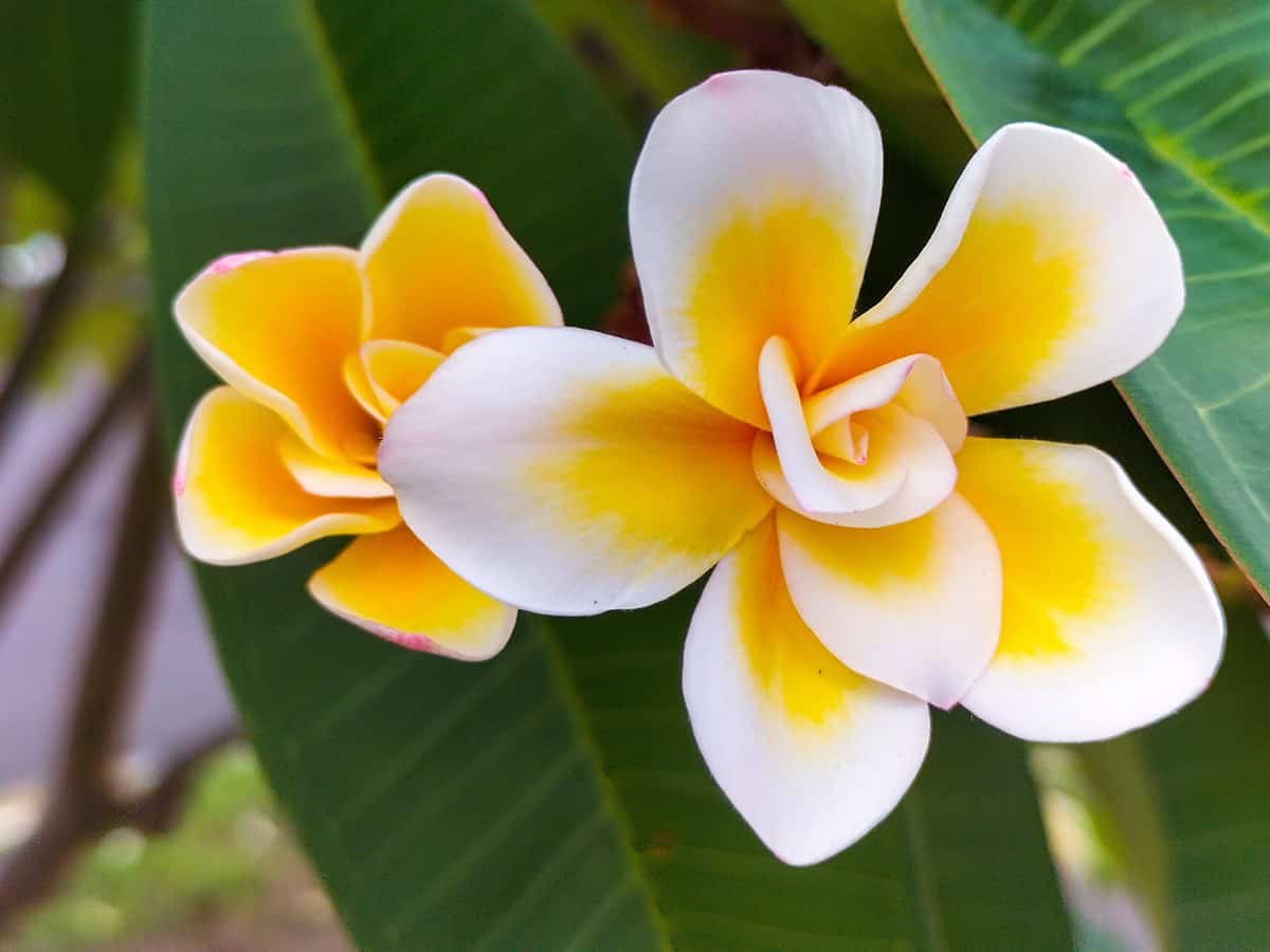 Plumeria (Frangipani)