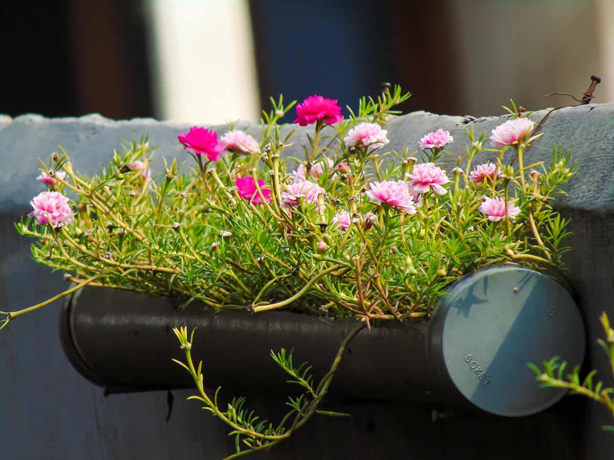 Portulaca (Moss Rose)