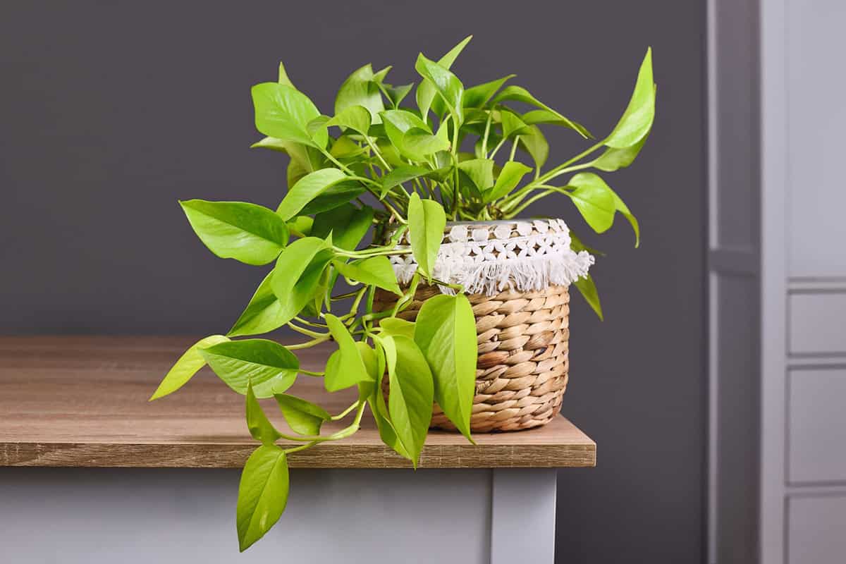 Pothos (Epipremnum Aureum)