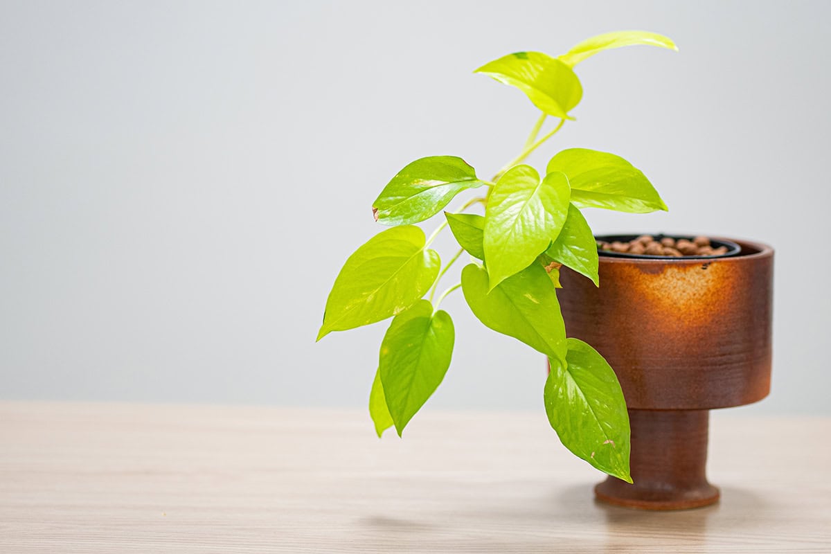 Pothos (Epipremnum aureum)