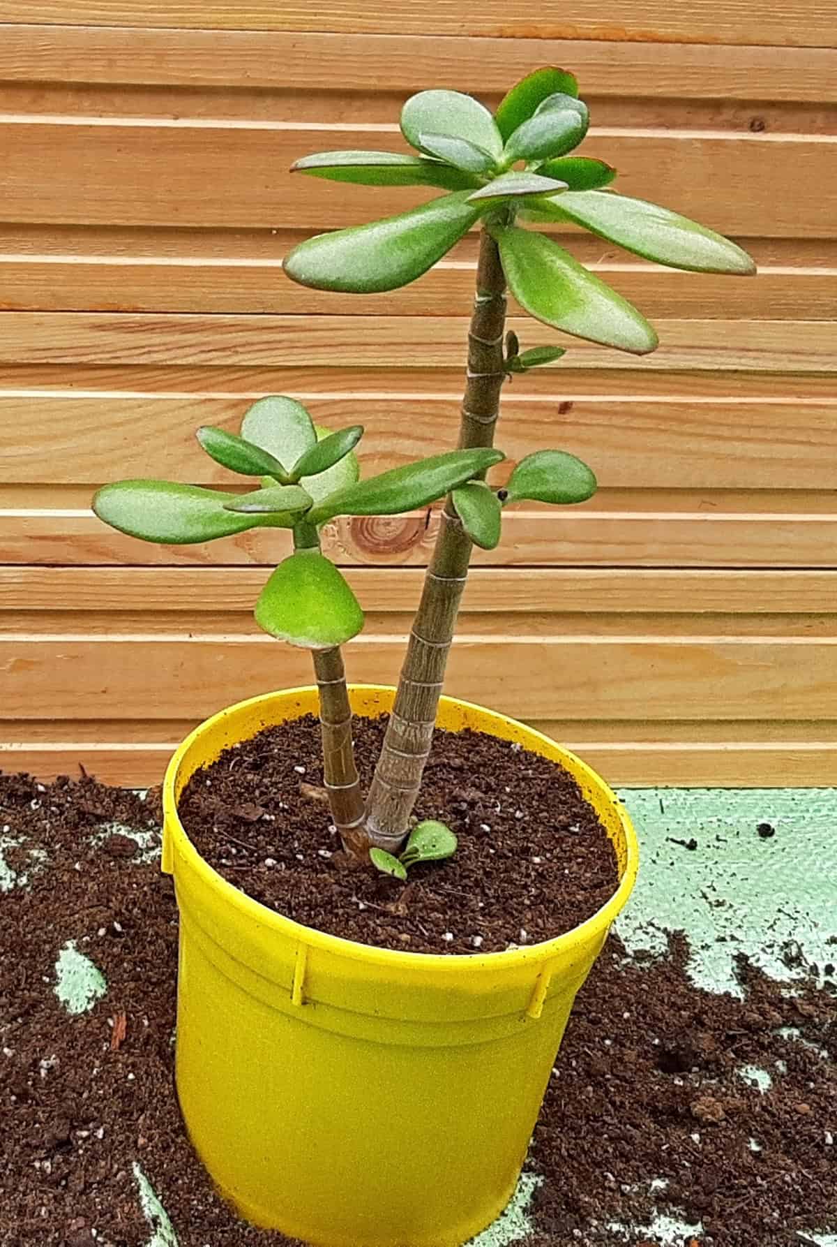 Potting And Repotting