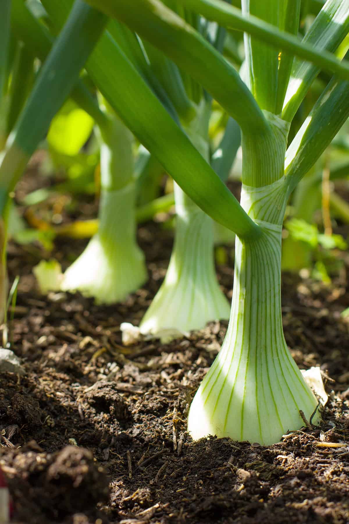 Prepare Nutrient Rich Soil