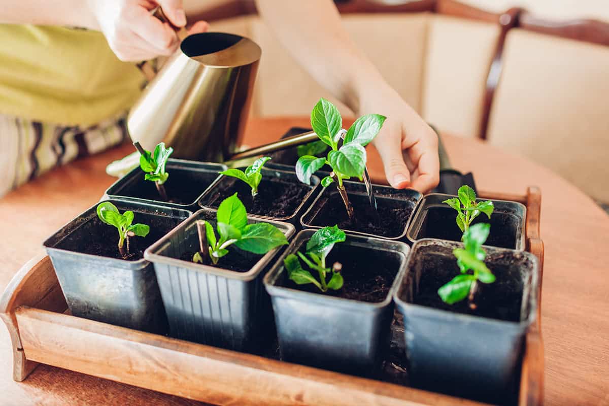 Propagate New Plants from Existing Ones