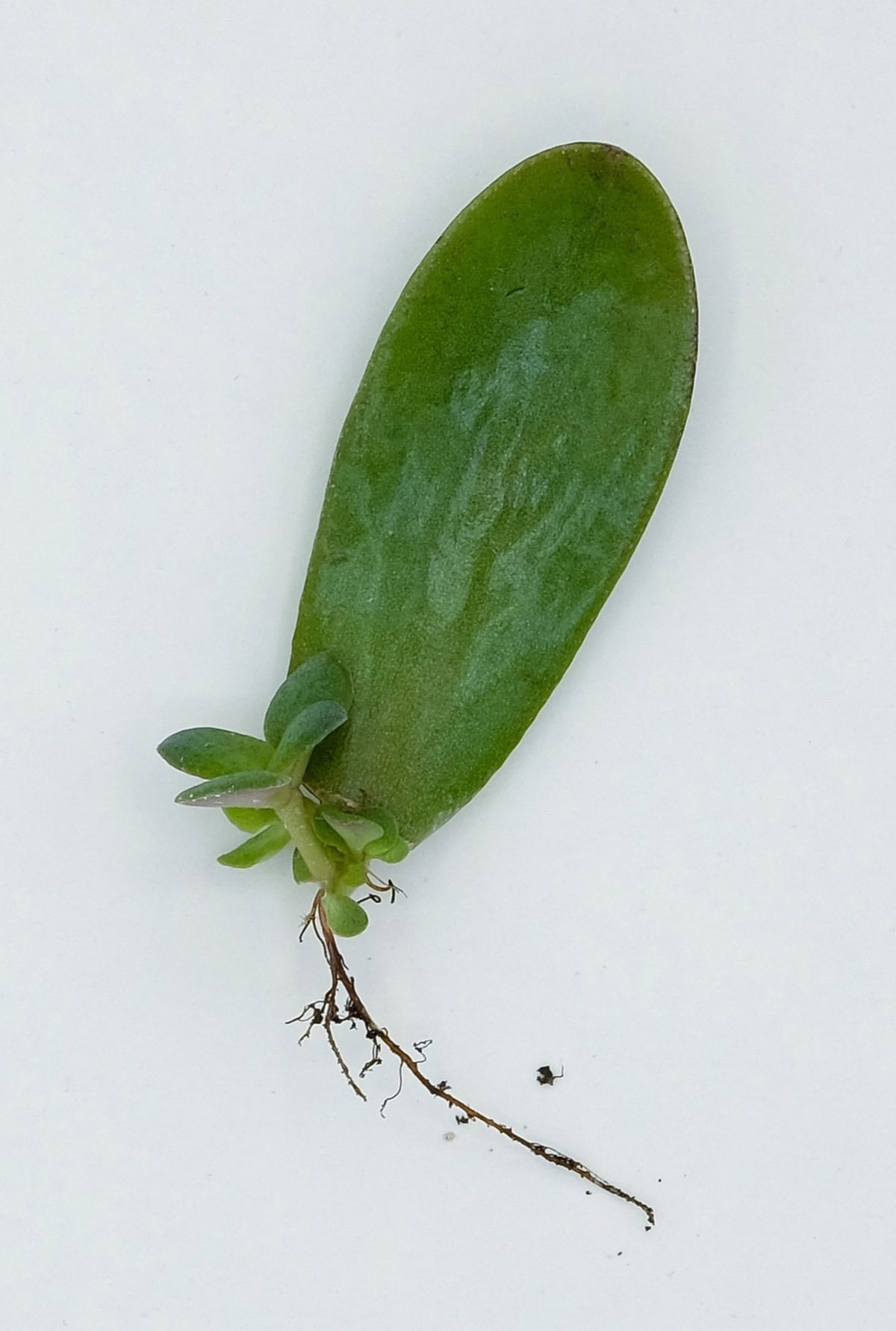 Propagation