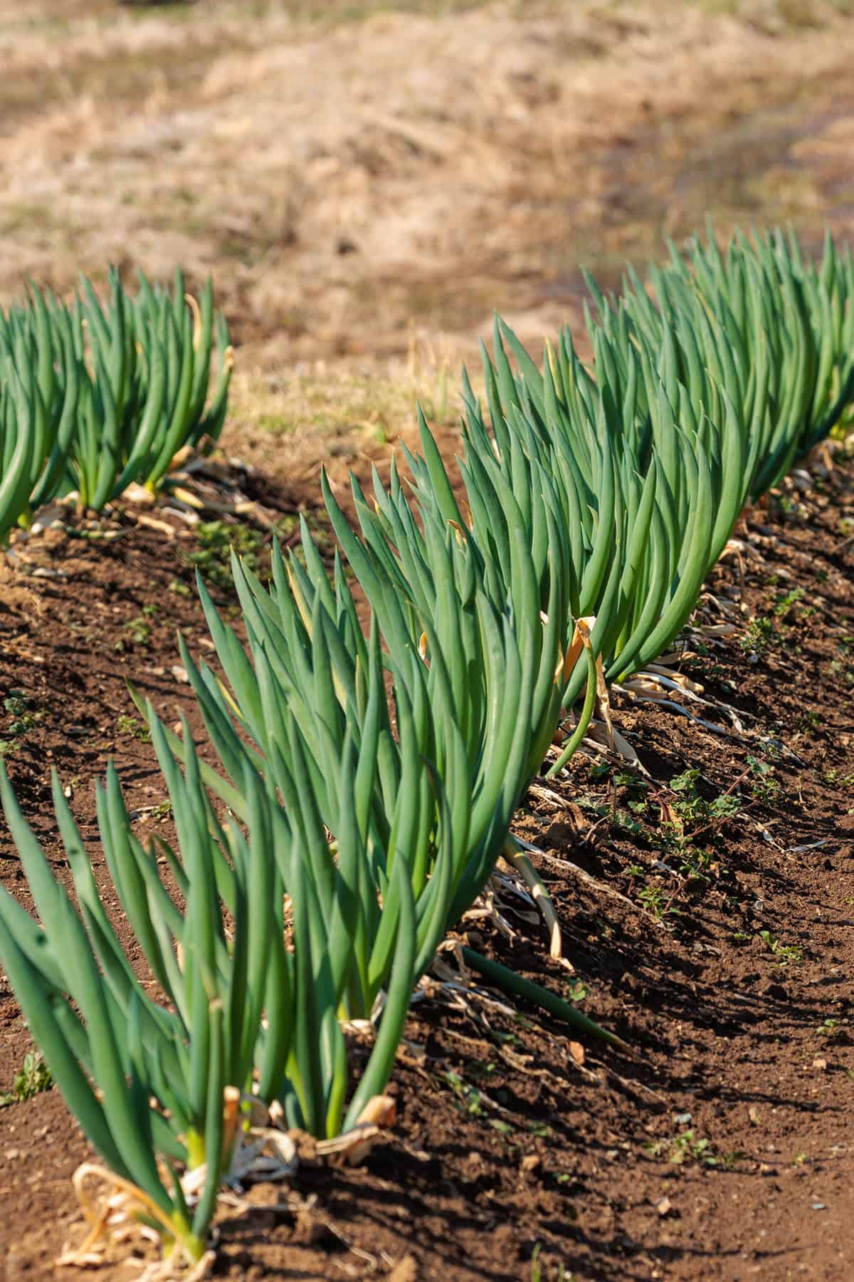 Provide Plenty Of Sunlight