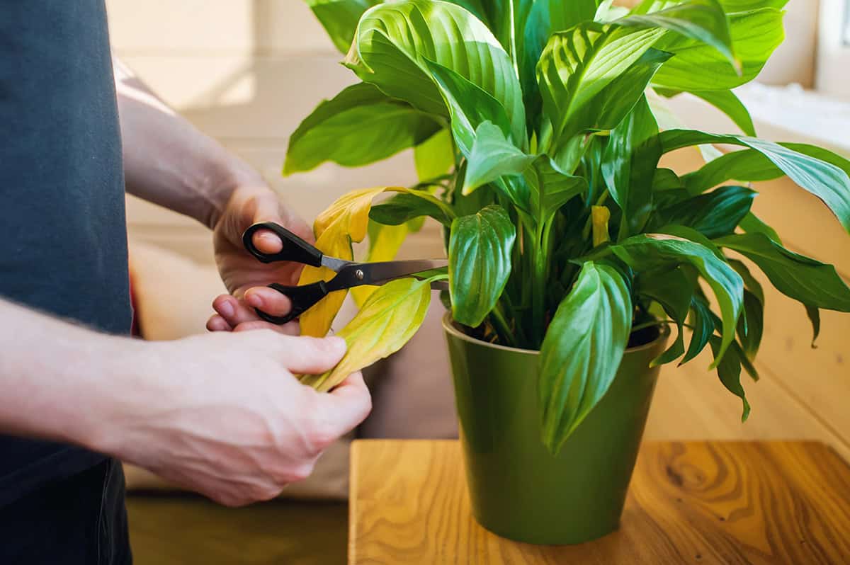 Prune Infested Leaves or Stems