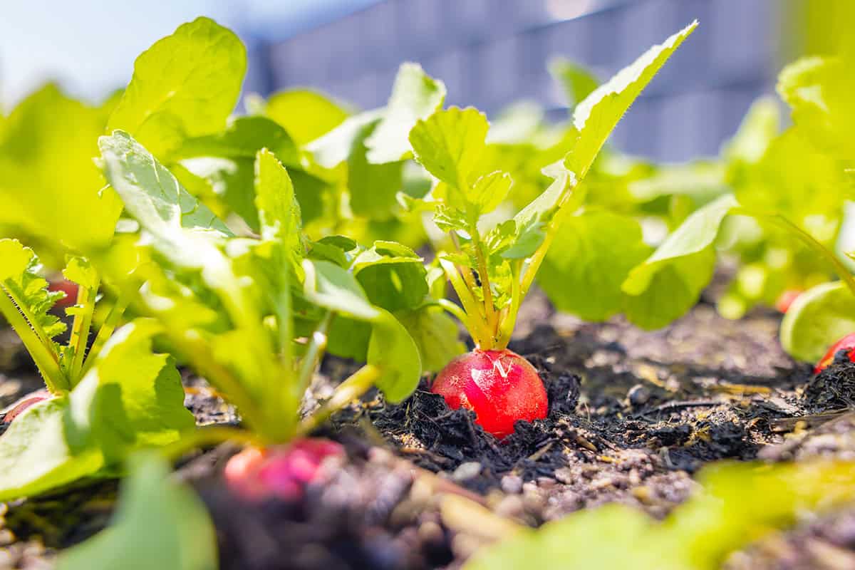 Radishes
