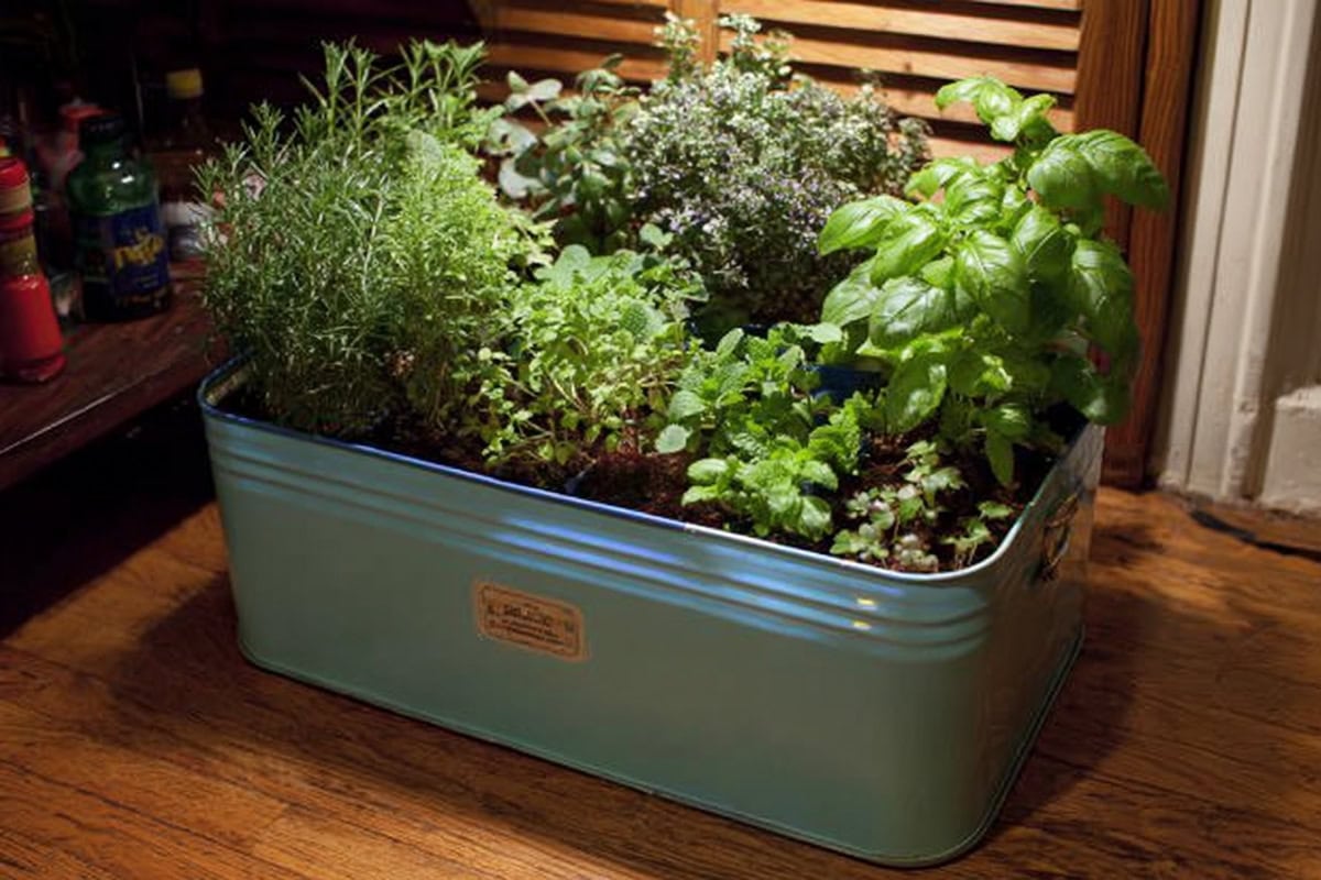 Recycled Tea Tin Herb Garden indoors