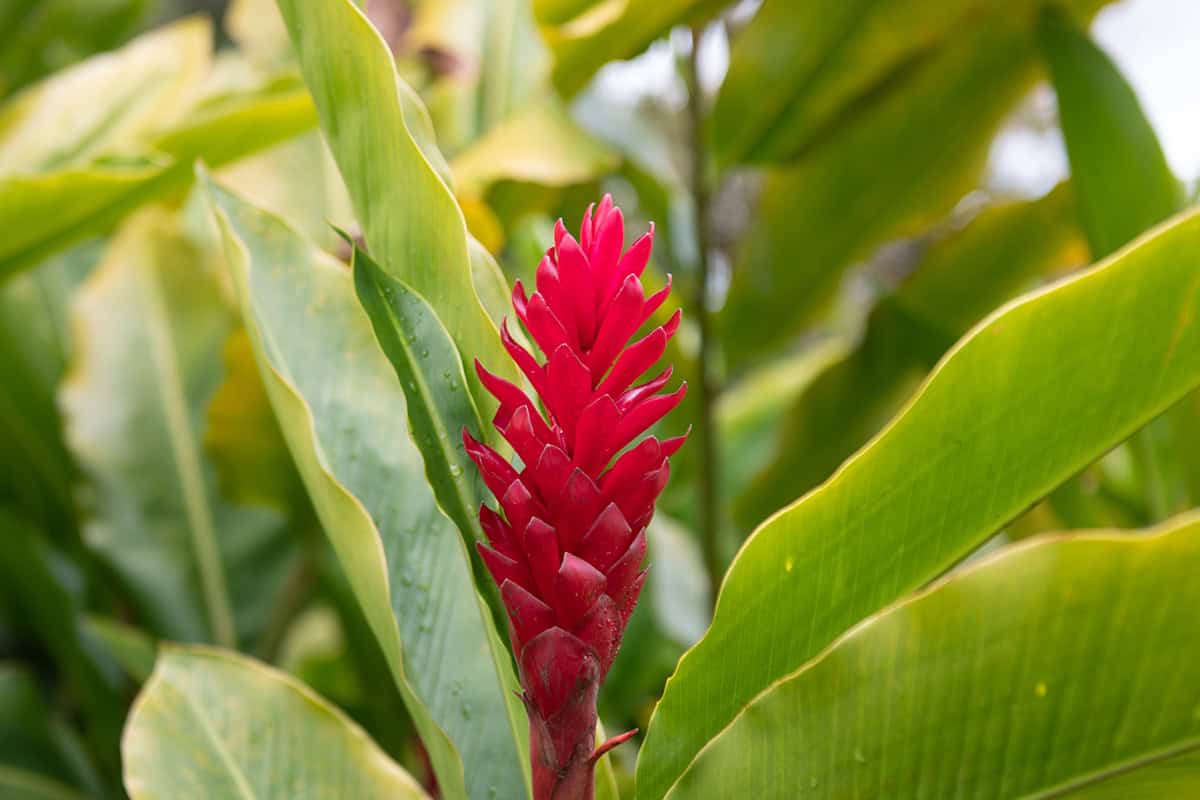 Red Ginger (Alpinia purpurata)