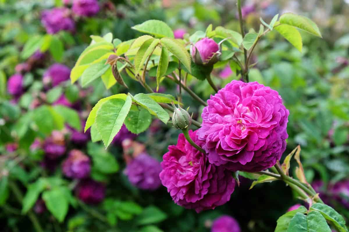 Reine des Violettes