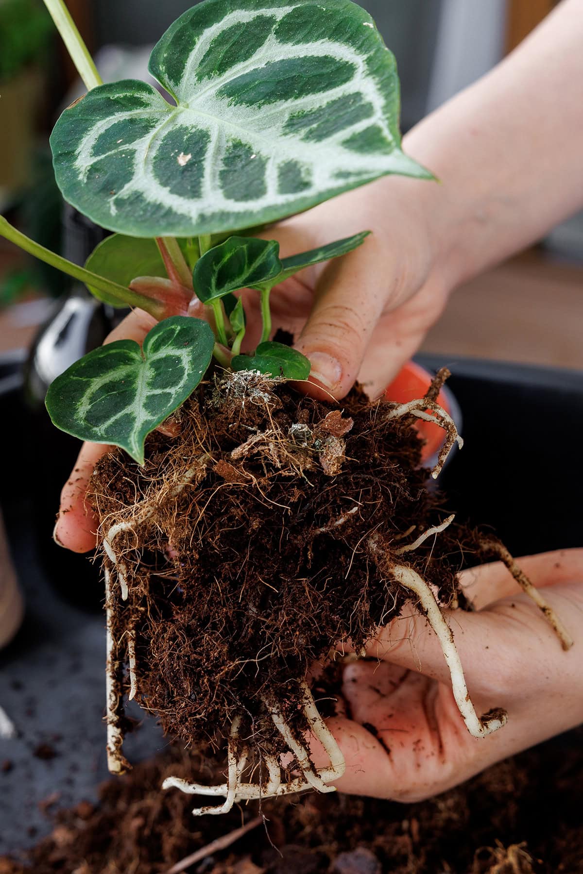 Repotting And Dividing For A Fuller Plant